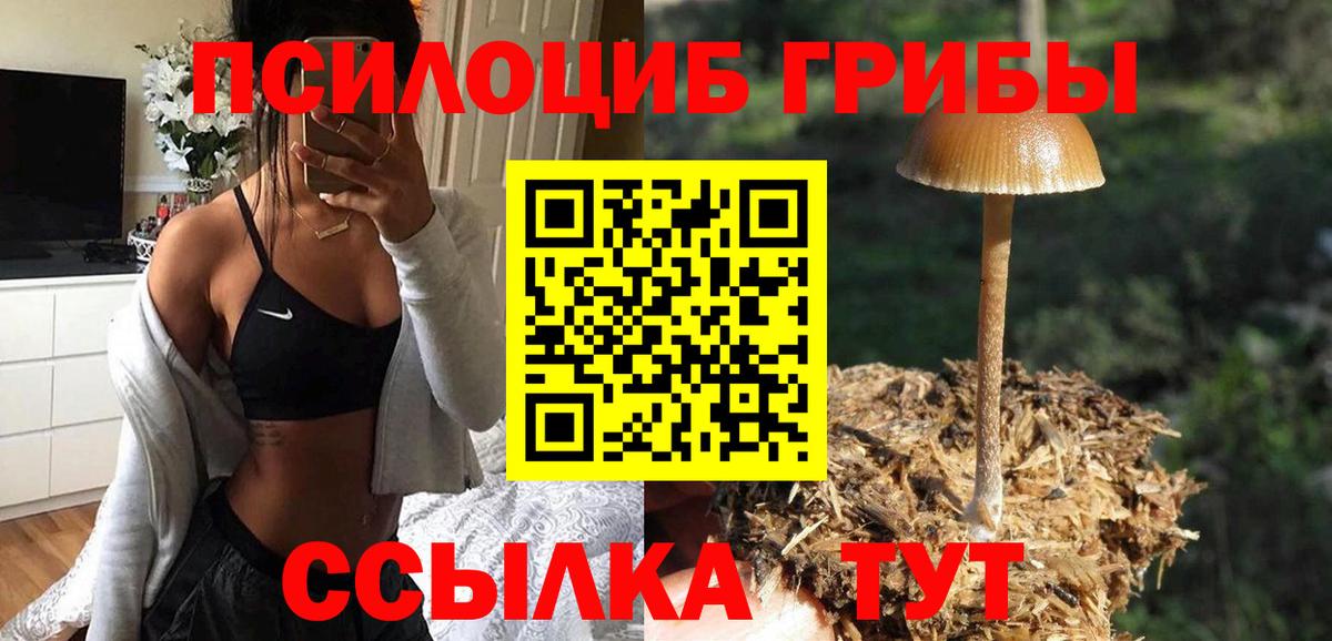 Псилоцибиновые грибы Psilocybe Оренбург